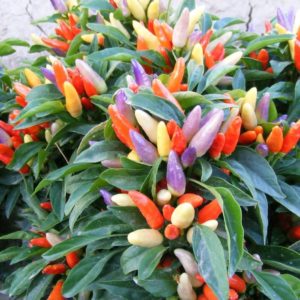 Ornamental Chilly Choice Mixed
