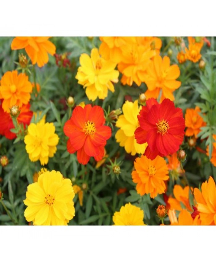 Cosmos Bright light - Buy Online Vegetable, Flower Seeds Garden tools