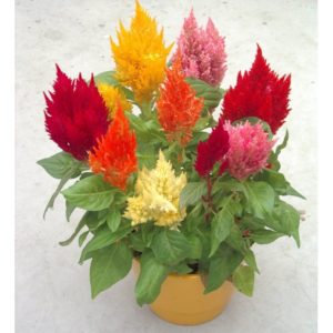 Celosia Forest Fire Dew Mixed