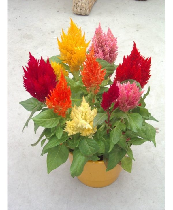 Celosia Forest Fire Dew Mixed