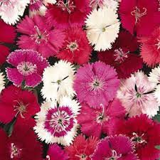 Dianthus Baby Doll flower Seeds