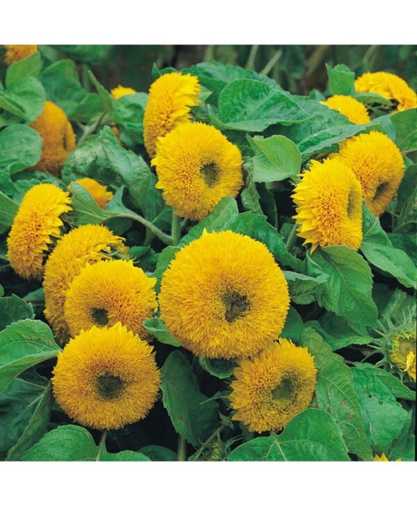 Hellianthus (Sunflower) Sungold Double Dwarf