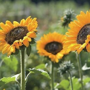 sunflower_varieties