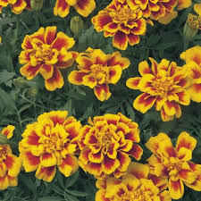 Buy French Marigold-Dbl Bicolour Flower Seeds