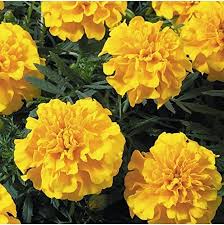 Marigold Gulzafri Yellow Seeds