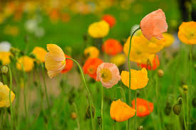 Papaver(Iceland Poppy)-Mixed Flower Seeds