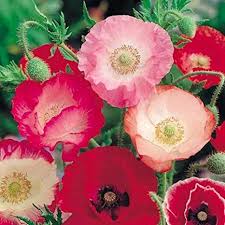 Buy Shirley Poppy Double Mix Seeds