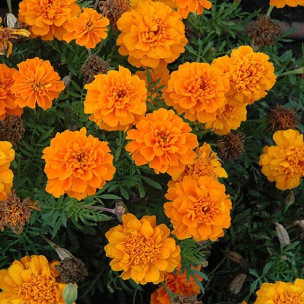 marigold gulzafri orange