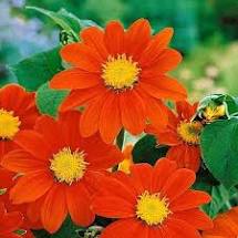 Tithonia(torch Red)
