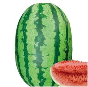 Water Melon F1 Hybrid