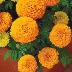 Marigold Laddu Type Orange