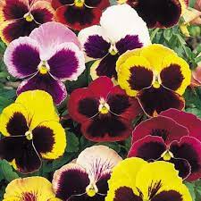 Pansy Swiss Giant Imperial Mixed